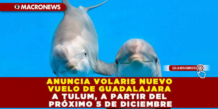 ANUNCIAN LA SEMANA DEL DELFÍN; CONSTARÁ DE DIVERSAS ACTIVIDADES EDUCATIVAS GRATUITAS: DOLPHIN DISCOVERY