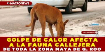 GOLPE DE CALOR AFECTA A LA FAUNA CALLEJERA DE TODA LA ZONA MAYA DE QUINTANA ROO