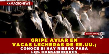 GRIPE AVIAR EN VACAS LECHERAS DE EE.UU.; CONOCE SI HAY RIESGO PARA LOS CONSUMIDORES