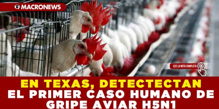 EN TEXAS, DETECTECTAN EL PRIMER CASO HUMANO DE GRIPE AVIAR H5N1