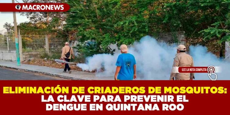 ELIMINACIÓN DE CRIADEROS DE MOSQUITOS: LA CLAVE PARA PREVENIR EL DENGUE EN QUINTANA ROO