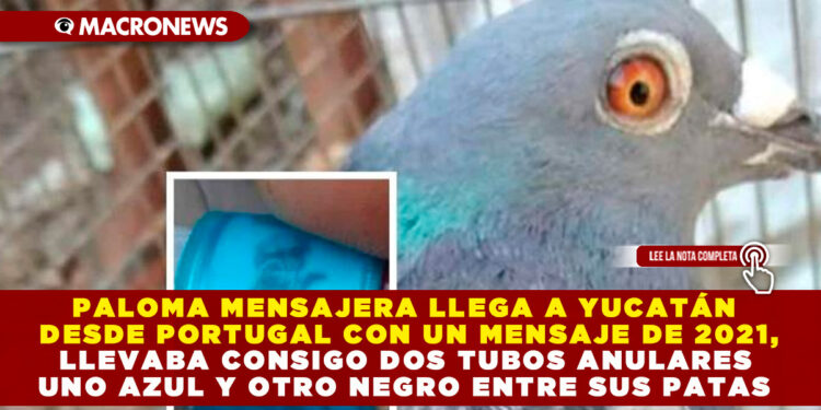 PALOMA MENSAJERA LLEGA A YUCATÁN DESDE PORTUGAL CON UN MENSAJE DE 2021, LLEVABA CONSIGO DOS TUBOS ANULARES UNO AZUL Y OTRO NEGRO ENTRE SUS PATAS