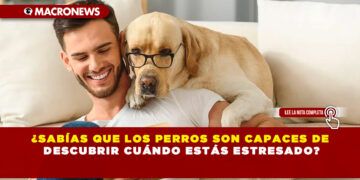 ¿SABÍAS QUE LOS PERROS SON CAPACES DE DESCUBRIR CUÁNDO ESTÁS ESTRESADO?
