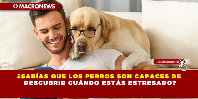 ¿SABÍAS QUE LOS PERROS SON CAPACES DE DESCUBRIR CUÁNDO ESTÁS ESTRESADO?