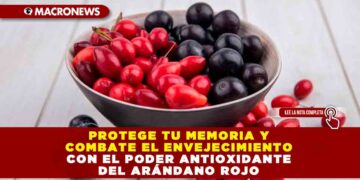 PROTEGE TU MEMORIA Y COMBATE EL ENVEJECIMIENTO CON EL PODER ANTIOXIDANTE DEL ARÁNDANO ROJO