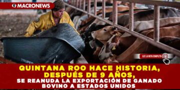 QUINTANA ROO HACE HISTORIA, DESPUÉS DE 9 AÑOS, SE REANUDA LA EXPORTACIÓN DE GANADO BOVINO A ESTADOS UNIDOS