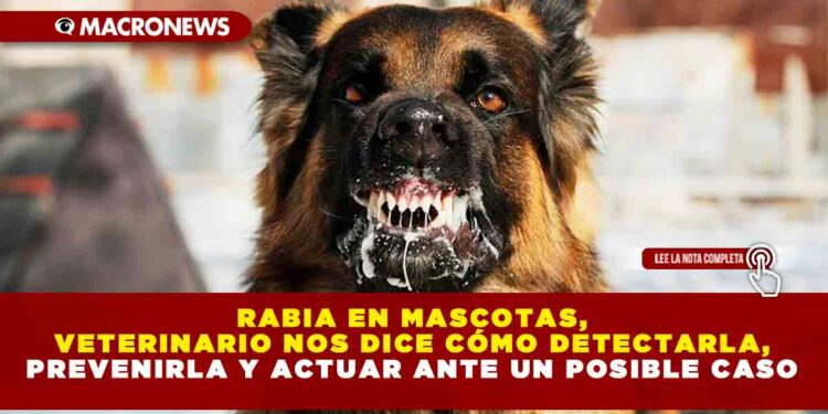 RABIA EN MASCOTAS, VETERINARIO NOS DICE CÓMO DETECTARLA, PREVENIRLA Y ACTUAR ANTE UN POSIBLE CASO