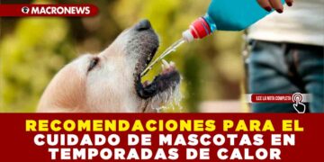 RECOMENDACIONES PARA EL CUIDADO DE MASCOTAS EN TEMPORADAS DE CALOR