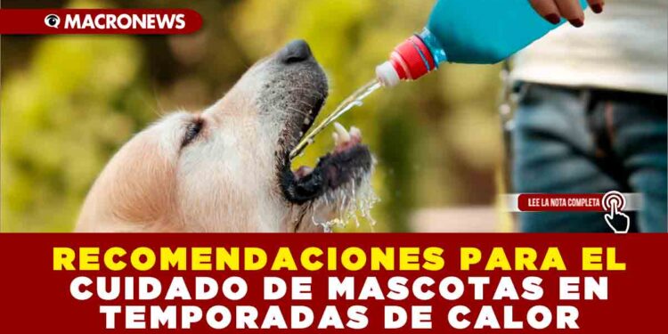 RECOMENDACIONES PARA EL CUIDADO DE MASCOTAS EN TEMPORADAS DE CALOR