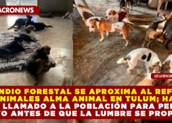 INCENDIO FORESTAL SE APROXIMA AL REFUGIO DE ANIMALES ALMA ANIMAL EN TULUM; HACEN UN LLAMADO A LA POBLACIÓN PARA PEDIR APOYO ANTES DE QUE LA LUMBRE SE PROPAGUE