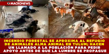 INCENDIO FORESTAL SE APROXIMA AL REFUGIO DE ANIMALES ALMA ANIMAL EN TULUM; HACEN UN LLAMADO A LA POBLACIÓN PARA PEDIR APOYO ANTES DE QUE LA LUMBRE SE PROPAGUE