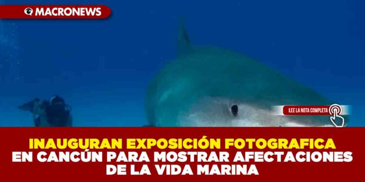 INAUGURAN EXPOSICIÓN FOTOGRÁFICA EN CANCÚN PARA MOSTRAR AFECTACIONES DE LA VIDA MARINA