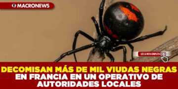 DECOMISAN MÁS DE MIL VIUDAS NEGRAS EN FRANCIA EN UN OPERATIVO DE AUTORIDADES LOCALES