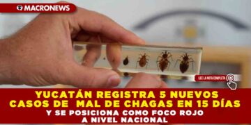 YUCATÁN REGISTRA 5 NUEVOS CASOS DE  MAL DE CHAGAS EN 15 DÍAS Y SE POSICIONA COMO FOCO ROJO A NIVEL NACIONAL.