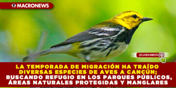 LA TEMPORADA DE MIGRACIÓN HA TRAÍDO DIVERSAS ESPECIES DE AVES A CANCÚN; BUSCANDO REFUGIO EN LOS PARQUES PÚBLICOS, ÁREAS NATURALES PROTEGIDAS Y MANGLARES