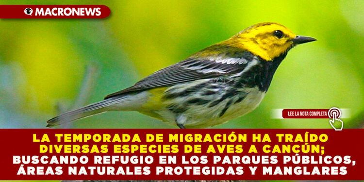 LA TEMPORADA DE MIGRACIÓN HA TRAÍDO DIVERSAS ESPECIES DE AVES A CANCÚN; BUSCANDO REFUGIO EN LOS PARQUES PÚBLICOS, ÁREAS NATURALES PROTEGIDAS Y MANGLARES