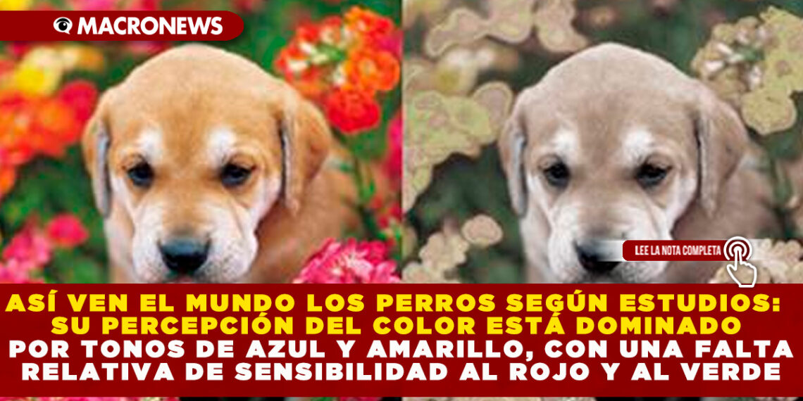 ASÍ VEN EL MUNDO LOS PERROS SEGÚN ESTUDIOS: SU PERCEPCIÓN DEL COLOR ESTÁ DOMINADO POR TONOS DE AZUL Y AMARILLO, CON UNA FALTA RELATIVA DE SENSIBILIDAD AL ROJO Y AL VERDE