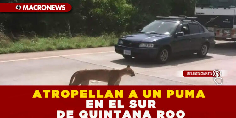 ATROPELLAN A UN PUMA EN EL SUR DE QUINTANA ROO