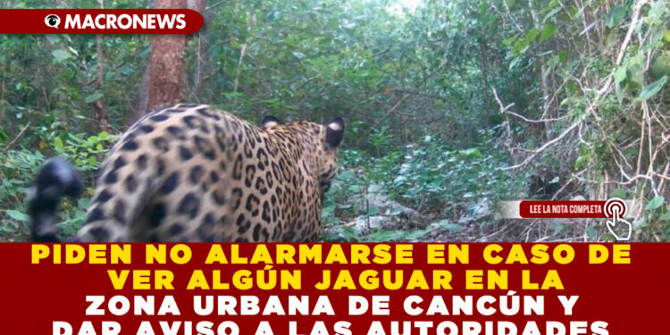 PIDEN NO ALARMARSE EN CASO DE VER ALGÚN JAGUAR EN LA ZONA URBANA DE CANCÚN Y DAR AVISO A LAS AUTORIDADES