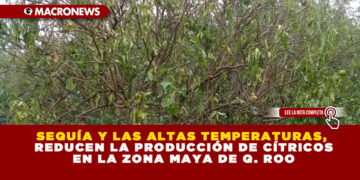 SEQUÍA Y LAS ALTAS TEMPERATURAS, REDUCEN LA PRODUCCIÓN DE CÍTRICOS EN LA ZONA MAYA DE Q. ROO