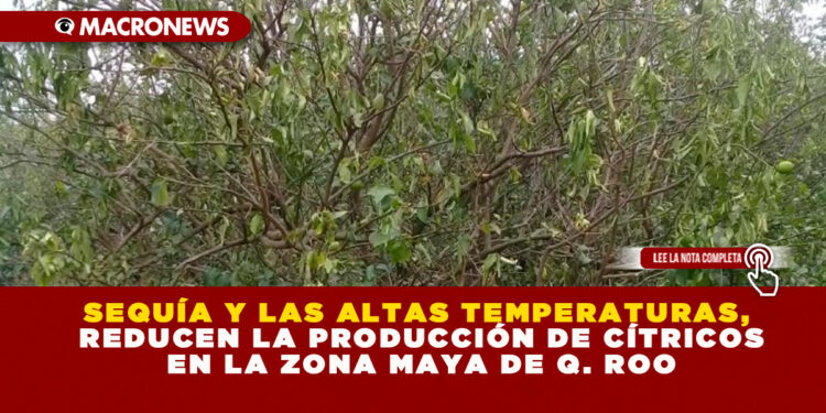 SEQUÍA Y LAS ALTAS TEMPERATURAS, REDUCEN LA PRODUCCIÓN DE CÍTRICOS EN LA ZONA MAYA DE Q. ROO