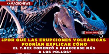 ¿POR QUÉ LAS ERUPCIONES VOLCÁNICAS PODRÍAN EXPLICAR CÓMO EL T.REX COMENZÓ A PARECERSE MÁS A LOS POLLOS?