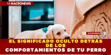 EL SIGNIFICADO OCULTO DETRÁS DE LOS COMPORTAMIENTOS DE TU PERRO