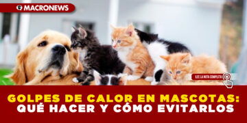 GOLPES DE CALOR EN MASCOTAS: QUÉ HACER Y CÓMO EVITARLOS