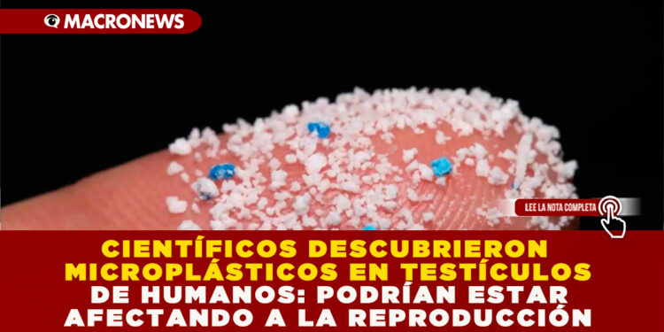 CIENTÍFICOS DESCUBRIERON MICROPLÁSTICOS EN TESTÍCULOS DE HUMANOS: PODRÍAN ESTAR AFECTANDO A LA REPRODUCCIÓN