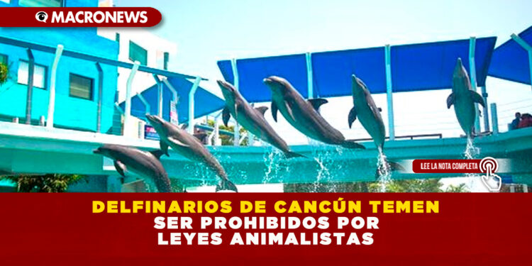 DELFINARIOS DE CANCÚN TEMEN SER PROHIBIDOS POR LEYES ANIMALISTAS