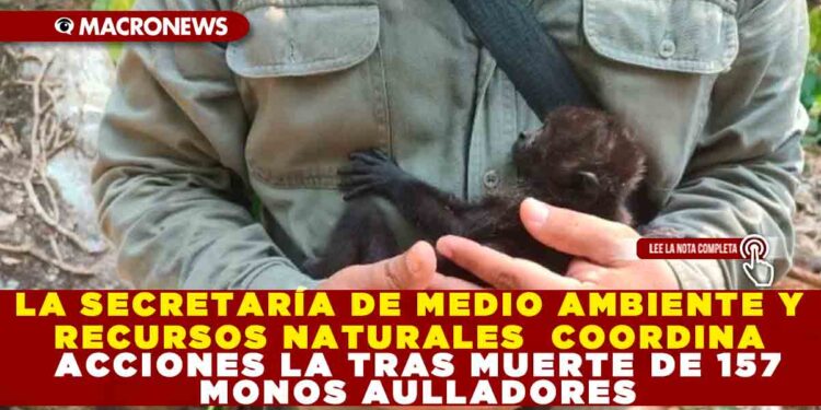 LA SECRETARÍA DE MEDIO AMBIENTE Y RECURSOS NATURALES COORDINA ACCIONES LA TRAS MUERTE DE 157 MONOS AULLADORES