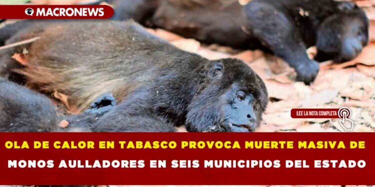 OLA DE CALOR EN TABASCO PROVOCA MUERTE MASIVA DE MONOS AULLADORES EN SEIS MUNICIPIOS DEL ESTADO