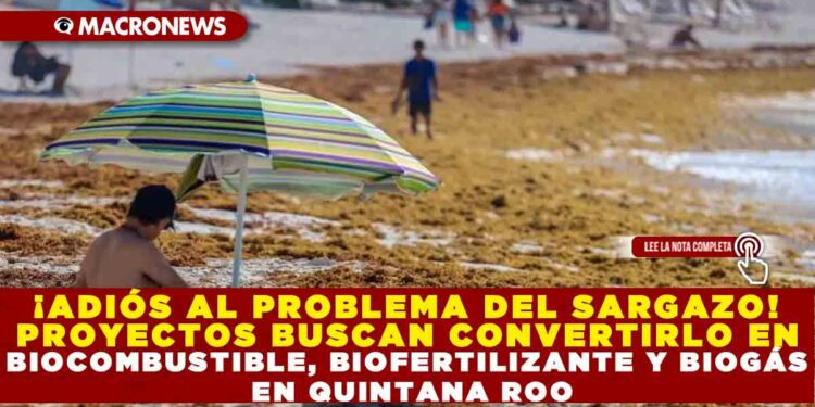 ¡ADIÓS AL PROBLEMA DEL SARGAZO! PROYECTOS BUSCAN CONVERTIRLO EN BIOCOMBUSTIBLE, BIOFERTILIZANTE Y BIOGÁS EN QUINTANA ROO