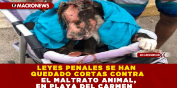 LEYES PENALES SE HAN QUEDADO CORTAS CONTRA EL MALTRATO ANIMAL, EN PLAYA DEL CARMEN