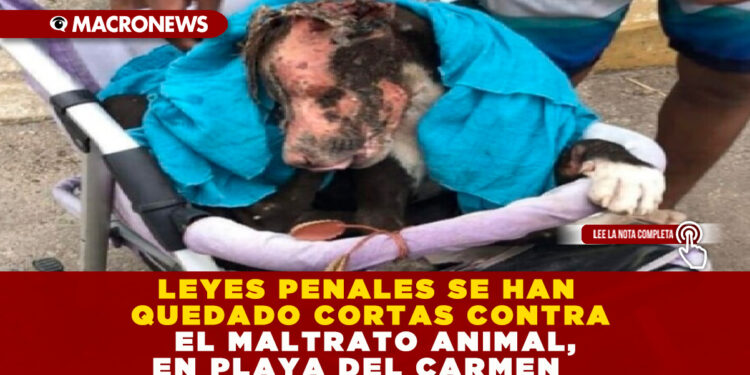 LEYES PENALES SE HAN QUEDADO CORTAS CONTRA EL MALTRATO ANIMAL, EN PLAYA DEL CARMEN