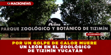 POR UN GOLPE DE CALOR MUERE UN LEÓN EN EL ZOOLÓGICO DE TIZIMÍN YUCATÁN