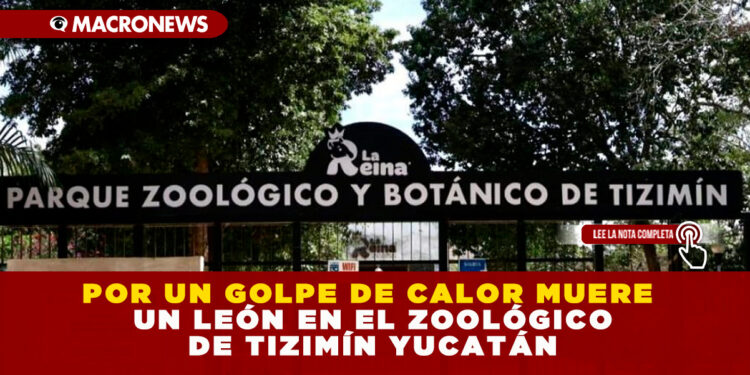 POR UN GOLPE DE CALOR MUERE UN LEÓN EN EL ZOOLÓGICO DE TIZIMÍN YUCATÁN