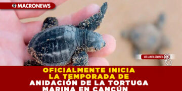 OFICIALMENTE INICIA LA TEMPORADA DE ANIDACIÓN DE LA TORTUGA MARINA EN CANCÚN