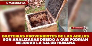 BACTERIAS PROVENIENTES DE LAS ABEJAS SON ANALIZADAS DEBIDO A QUE PODRÍAN MEJORAR LA SALUD HUMANA