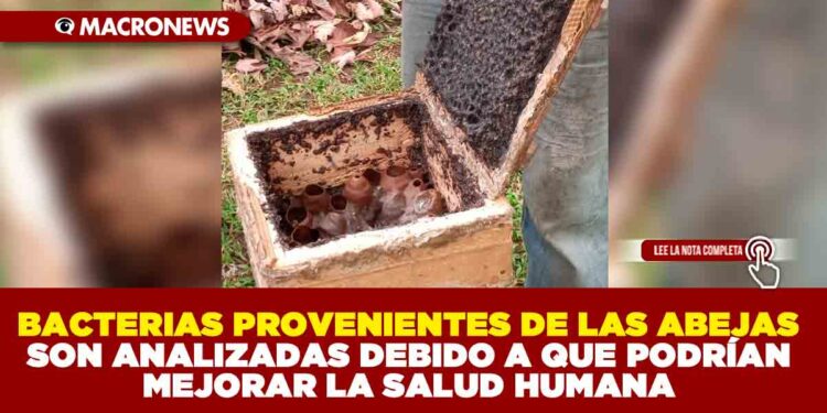 BACTERIAS PROVENIENTES DE LAS ABEJAS SON ANALIZADAS DEBIDO A QUE PODRÍAN MEJORAR LA SALUD HUMANA
