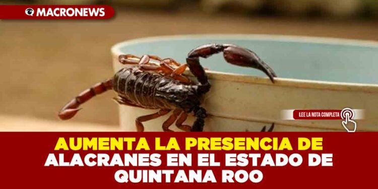 AUMENTA LA PRESENCIA DE ALACRANES EN EL ESTADO DE QUINTANA ROO