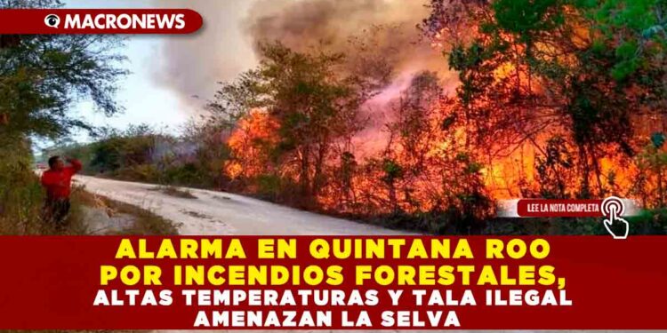 ALARMA EN QUINTANA ROO POR INCENDIOS FORESTALES, ALTAS TEMPERATURAS Y TALA ILEGAL AMENAZAN LA SELVA