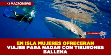 EN ISLA MUJERES OFRECERAN VIAJES PARA NADAR CON TIBURONES BALLENA