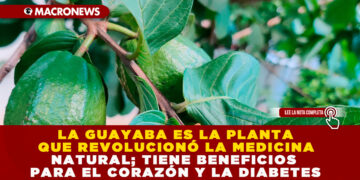 LA GUAYABA ES LA PLANTA QUE REVOLUCIONÓ LA MEDICINA NATURAL; TIENE BENEFICIOS PARA EL CORAZÓN Y LA DIABETES