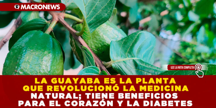 LA GUAYABA ES LA PLANTA QUE REVOLUCIONÓ LA MEDICINA NATURAL; TIENE BENEFICIOS PARA EL CORAZÓN Y LA DIABETES