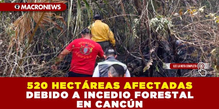 520 HECTÁREAS AFECTADAS DEBIDO A INCEDIO FORESTAL EN CANCÚN