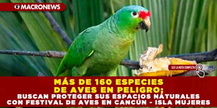 MÁS DE 160 ESPECIES DE AVES EN PELIGRO; BUSCAN PROTEGER SUS ESPACIOS NATURALES CON FESTIVAL DE AVES EN CANCÚN – ISLA MUJERES