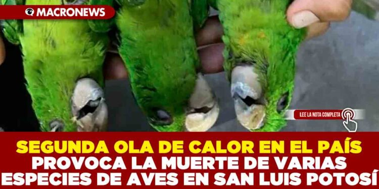 SEGUNDA OLA DE CALOR EN EL PAÍS PROVOCA LA MUERTE DE VARIAS ESPECIES DE AVES EN SAN LUIS POTOSÍ