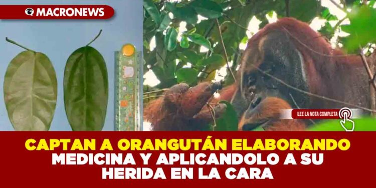 CAPTAN A ORANGUTÁN ELABORANDO MEDICINA Y APLICANDOLO A SU HERIDA EN LA CARA