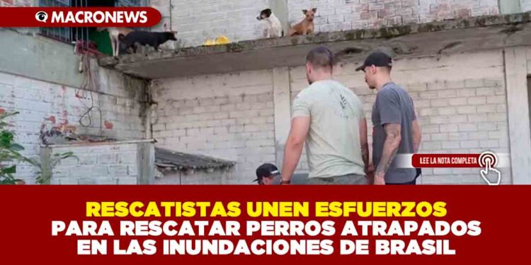 RESCATISTAS UNEN ESFUERZOS PARA RESCATAR PERROS ATRAPADOS EN LAS INUNDACIONES DE BRASIL